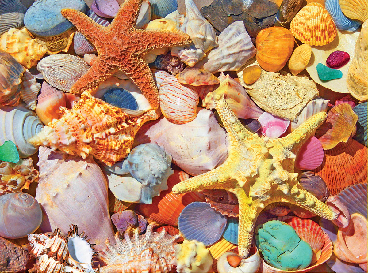 Beach Shells - 500 Piece Jigsaw Puzzle White Mountain