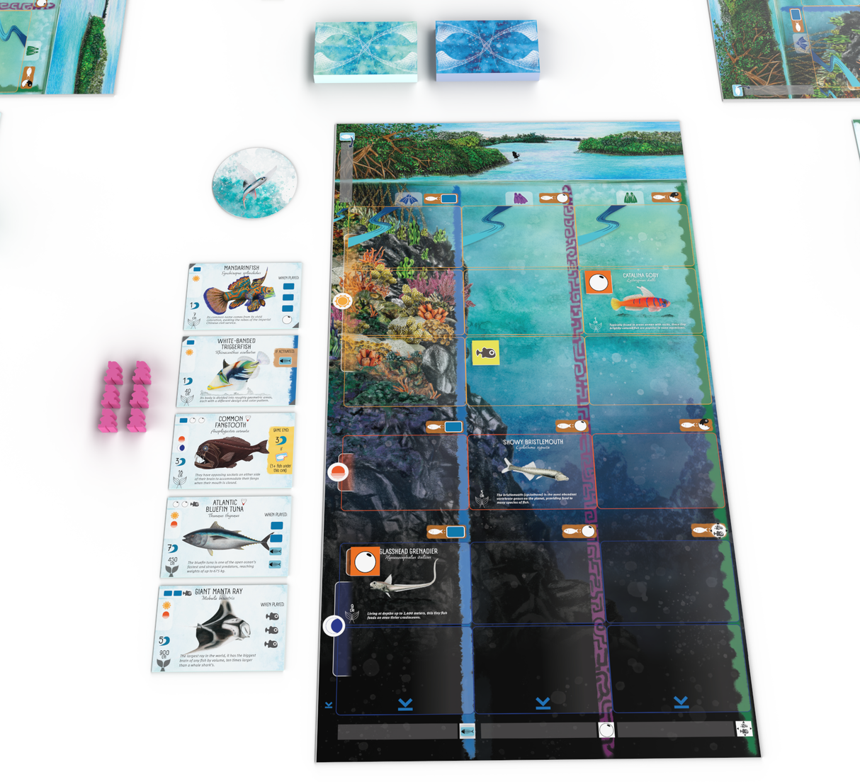 Finspan player setup with individual board and fish cards