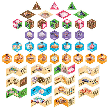 Sanibel Board Game shell collection mechanics